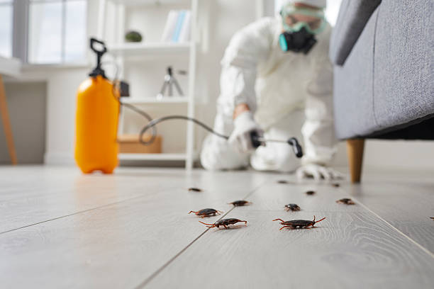 Trusted Termite Control service in Paulsboro, NJ - Nex Pest Control